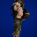 Serandite and Astrophyllite on Aegirine - image 4