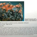 Shigaite, Rhodochrosite - image 2