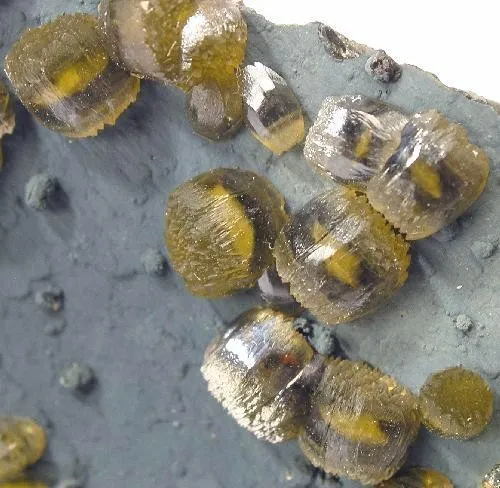 Siderite - image 2