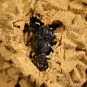 Siderite after Dolomite - image 3