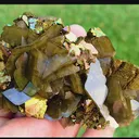 specimen video