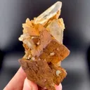 specimen video