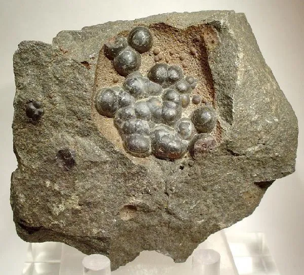 Siderite (Var: Spharosiderite) image
