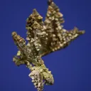 Silver - image 4