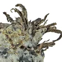 Silver - image 4