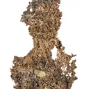 Silver - image 7