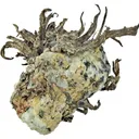 Silver - image 1