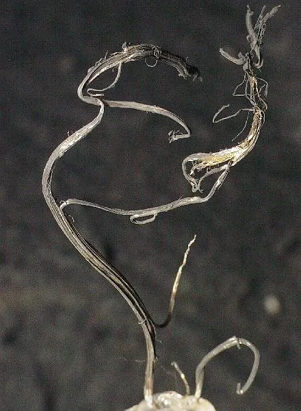 Silver image