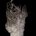 Silver - image 4