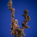 Silver - image 1