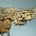 Silver - image 1