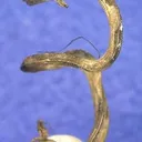 Silver - image 6