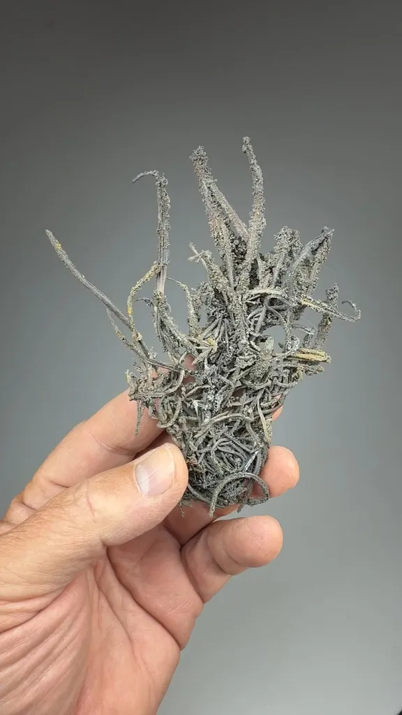 Silver - image 2