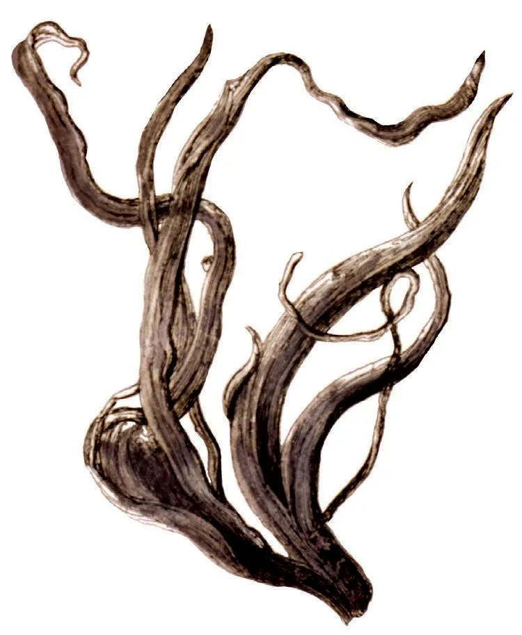 Silver - image 1