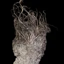 Silver - image 3
