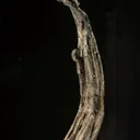Silver - image 3