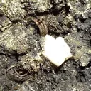 Silver - image 2