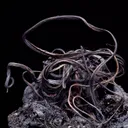 Silver - image 2