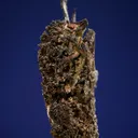 Silver - image 5