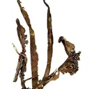 Silver - image 1