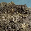 Silver, Acanthite - image 2