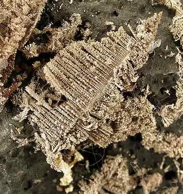Silver, Arsenic - image 2