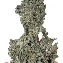 Silver - image 2