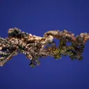 Silver - image 3