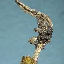 Silver, Calcite - image 2