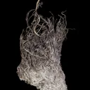 Silver - image 2