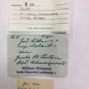 Silver crystals and "rope" on matrix - image 4