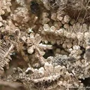 Silver (Cubic Xls) - image 4