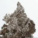 Silver - image 4