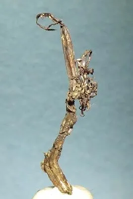 Silver image