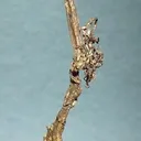 Silver - image 1