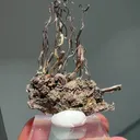 specimen video