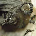 Silver in Calcite With Pyrite and Sphalerite ("The Bird") - image 2