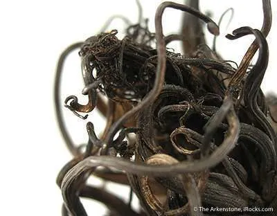 Silver Medusa - image 3