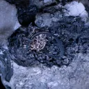 Silver - Rudny Kazakhstan - image 5