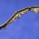 Silver (Spinel-Twinned) - image 3