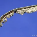 Silver (Spinel-Twinned) - image 2