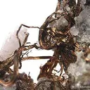 Silver With Calcite - image 2