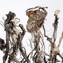 Silver with Calcite, on Calcite - image 4