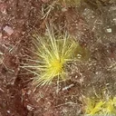Sklodowskite and Gypsum - image 1