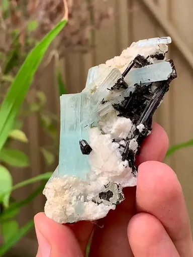 specimen video