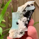 specimen video
