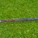 Slice - Agate 25 cm - 346 grams - Rio Grande do Sul, Brazil - image 5