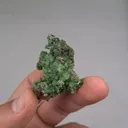 specimen video
