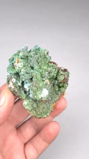 specimen video