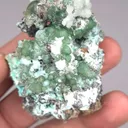 specimen video